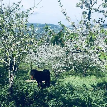 Casa Rural Da Costeira * Синфайнш